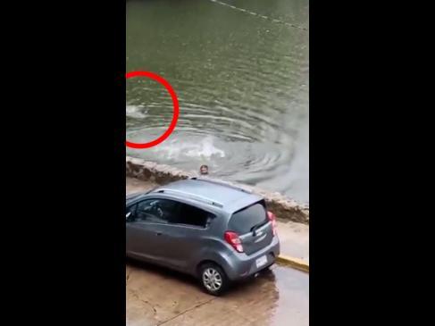 Heart-stopping moment huge croc chases screaming swimmer