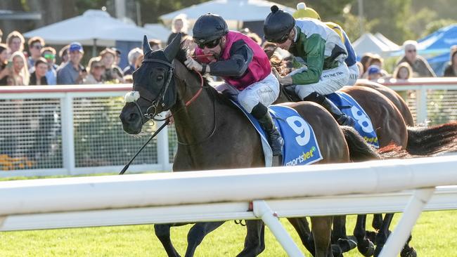 Esti Feny was nearly retired before he came out an won the Mornington Cup. Picture: George Sal/Racing Photos via Getty Images