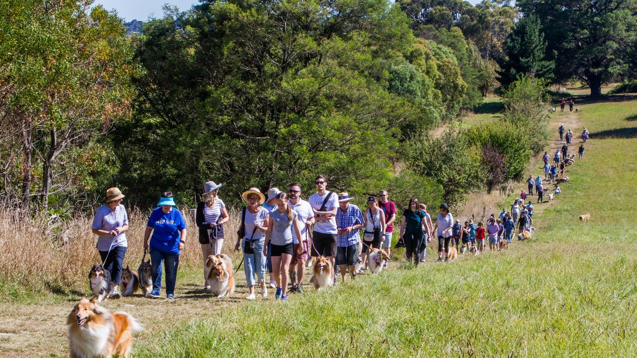 The Colliewobbles: Knox animal lovers are meeting to walk their border ...