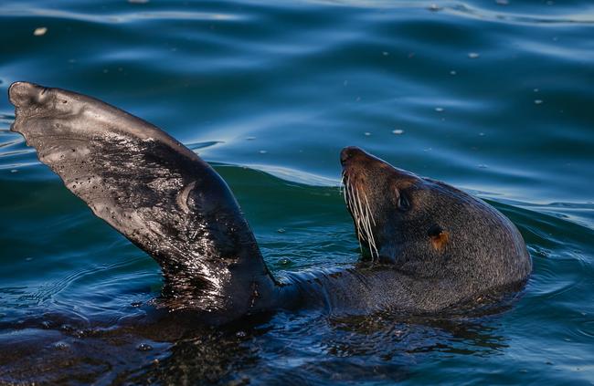 A seal catches some sun on the Parramatta River near Gladesville back in 2015. Picture: Craig Greenhill