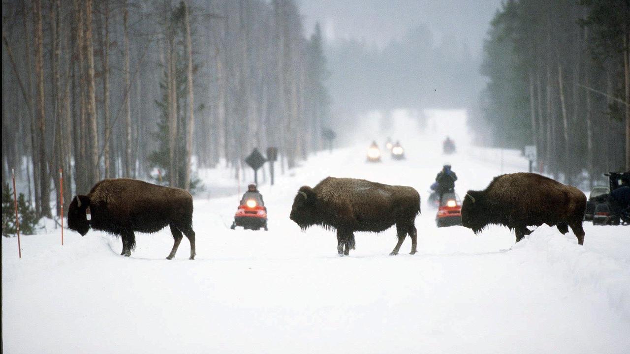 Yellowstone National Park in Montana is proving to be a major drawcard for travellers, largely thanks to the television series starring Kevin Costner.