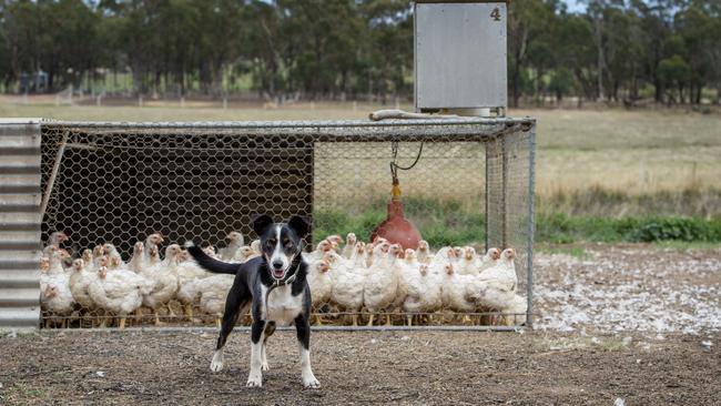 Beau the bitza dog guards the chickens. Picture: Zoe Phillips