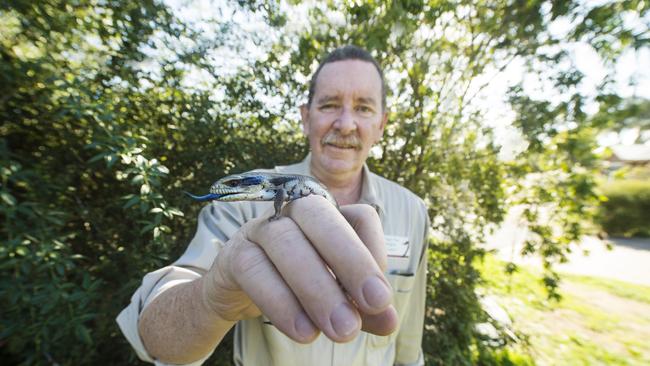 Hands on: Snake catcher Jeff Davies with the juvenile blue-tongue lizard that is being rehabilitated. Picture: Zoe Phillips