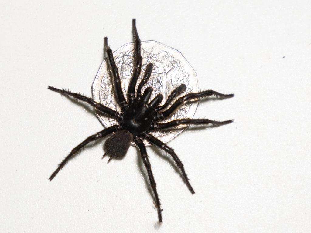 An average sized funnel-web spider. Picture: Supplied