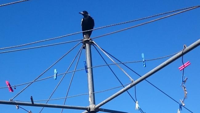 A magpie hangs out on a backyard clothesline in Panania. Picture: Panania Free Rangers and Panania Urban Farm.