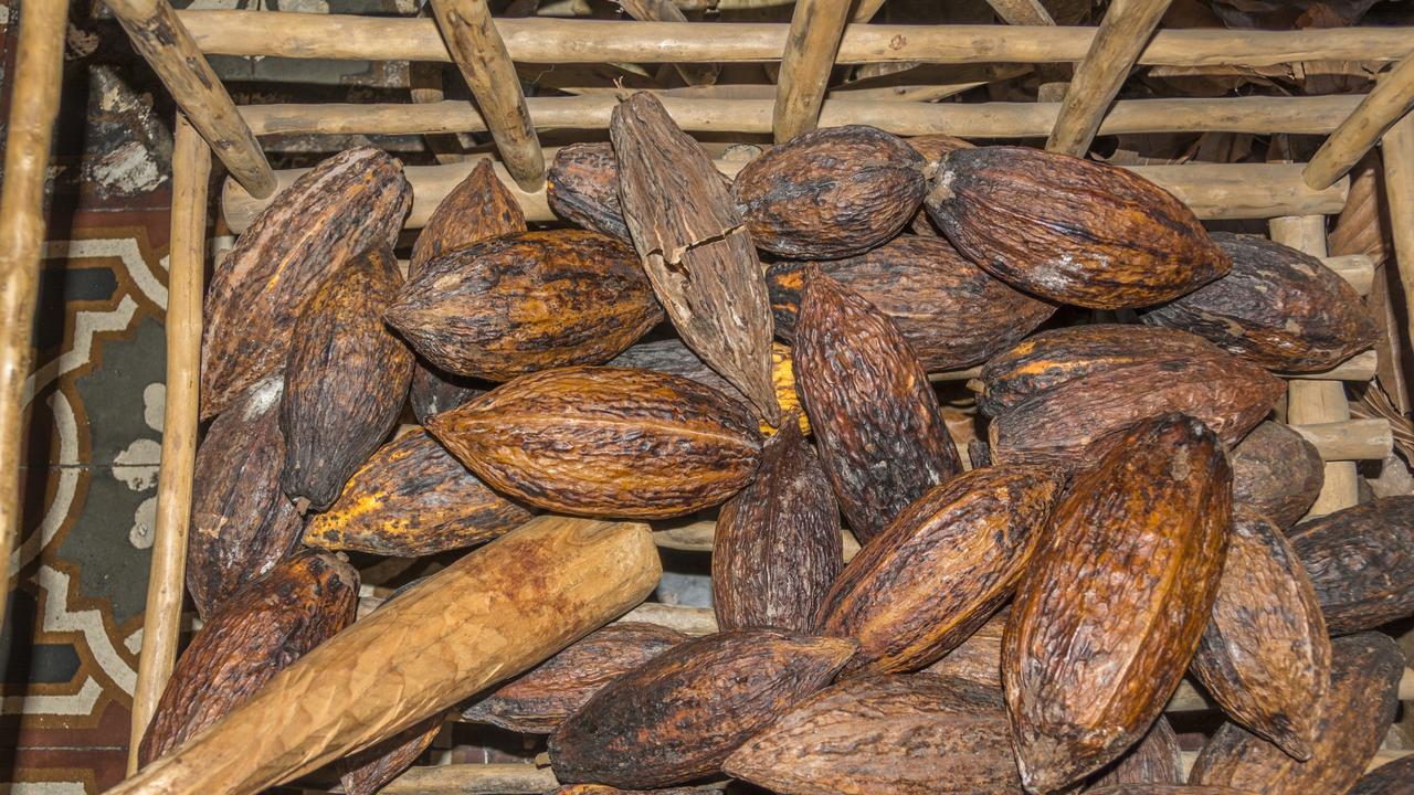 Global chocolate supply under threat from virus, study finds The