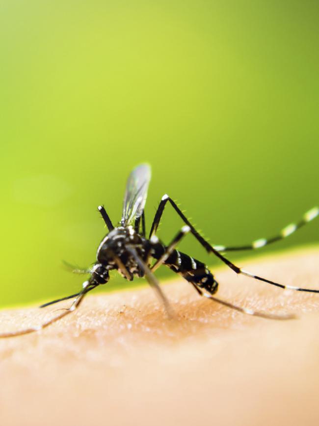 Mosquitoes are responsible for the spread of Ross River fever.