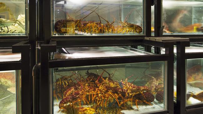 You can pick your prey from the fish tanks at The Century restaurant in Sydney’s Star casino complex.