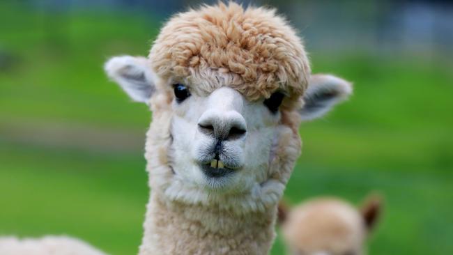 Just like an alpaca, every dollar you get should go first into protecting your flock.