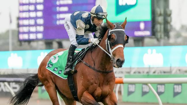 Buckaroo (GB) on the way to the barriers prior to the running of  the TAB Turnbull Stakes at Flemington Racecourse on October 05, 2024 in Flemington, Australia. (Photo by George Sal/Racing Photos via Getty Images)