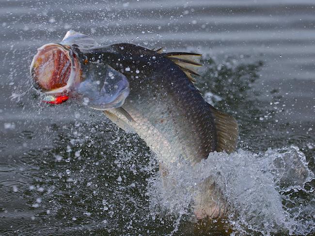 Get your tackle out. Bucketloads of barra have just been released across a number of Palmerston lakes. Picture: Marc McCormack