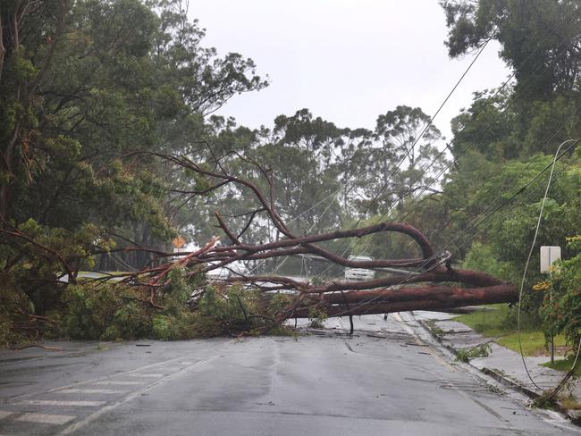 Gold Coast suffers in the aftermath from ex Cyclone Alfred, as it still hits the coast with strong winds and rain.Trees claim the powerlines and block Heeb St. . Picture Glenn Hampson