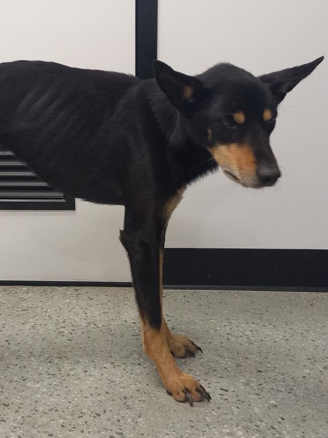 Bear the kelpie cross was seized by the RSPCA in April. Picture: RSPCA