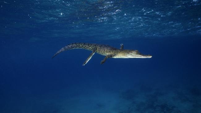 Salt Water Crocodile