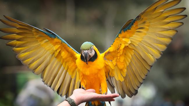 The cat has been set among the pigeons in exotic bird circles. Picture: David Caird