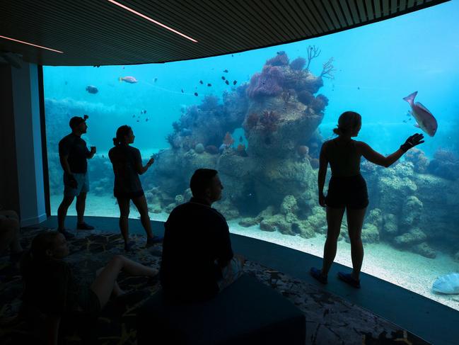 Guests meet the family of marine animals at Daydream Island’s underwater observatory. Photo: Lachie Millard