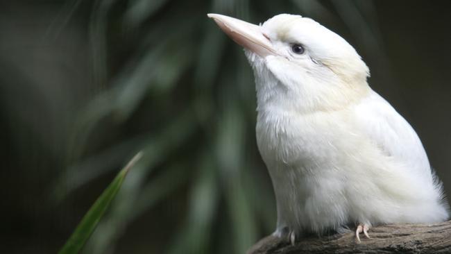 Residents in a flap over kookaburra