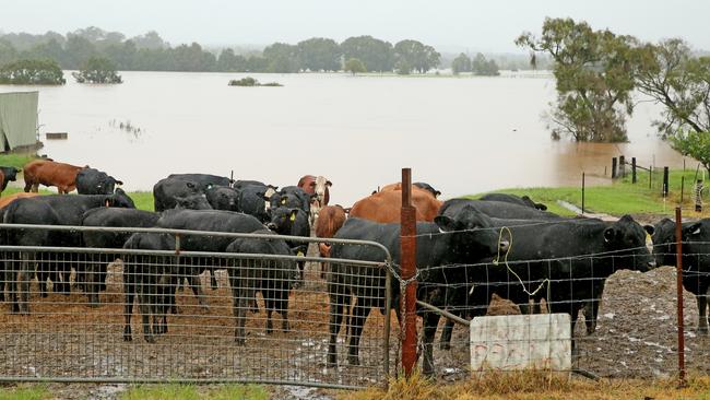 Cattle moved to higher ground in Kempsey. Picture: Nathan Edwards