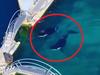 Sad footage of Orcas abandoned in filthy pool