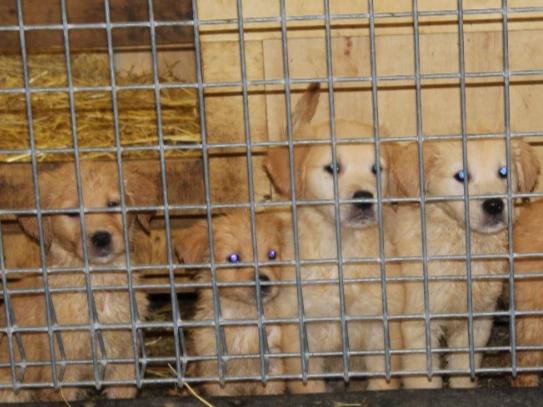 Kerrie Fitzpatrick was found guilty of multiple counts of animal cruelty. Photo: RSPCA