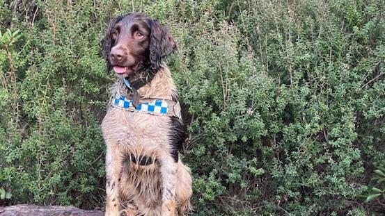 An NSW Police cadaver dog has deployed to the Philosopher Falls area at Waratah to find missing Belgian tourist Celine Cremer, Picture: Tasmania Police.