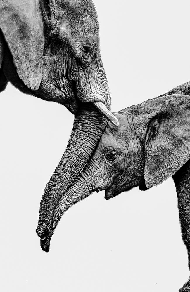 A mother elephant greets her daughter. Picture: Jesus Frias