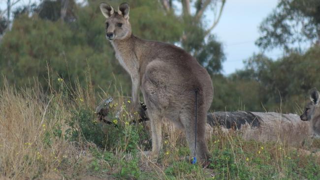 A male kangaroo that was shot is recovering at a wildlife shelter. Picture: Macedon Ranges Wildlife Network