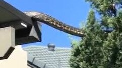 The huge carpet snake spotted in the roof gutter of a southeast Queensland home.