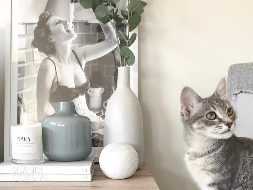 Even Meredith's rescue cat Frankii fits their home's colour scheme. Picture: Instagram/Styledbyfliss