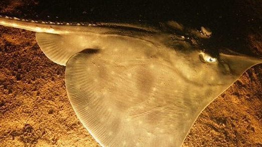 Maugean skate, an endangered species photographed in Macquarie Harbour.