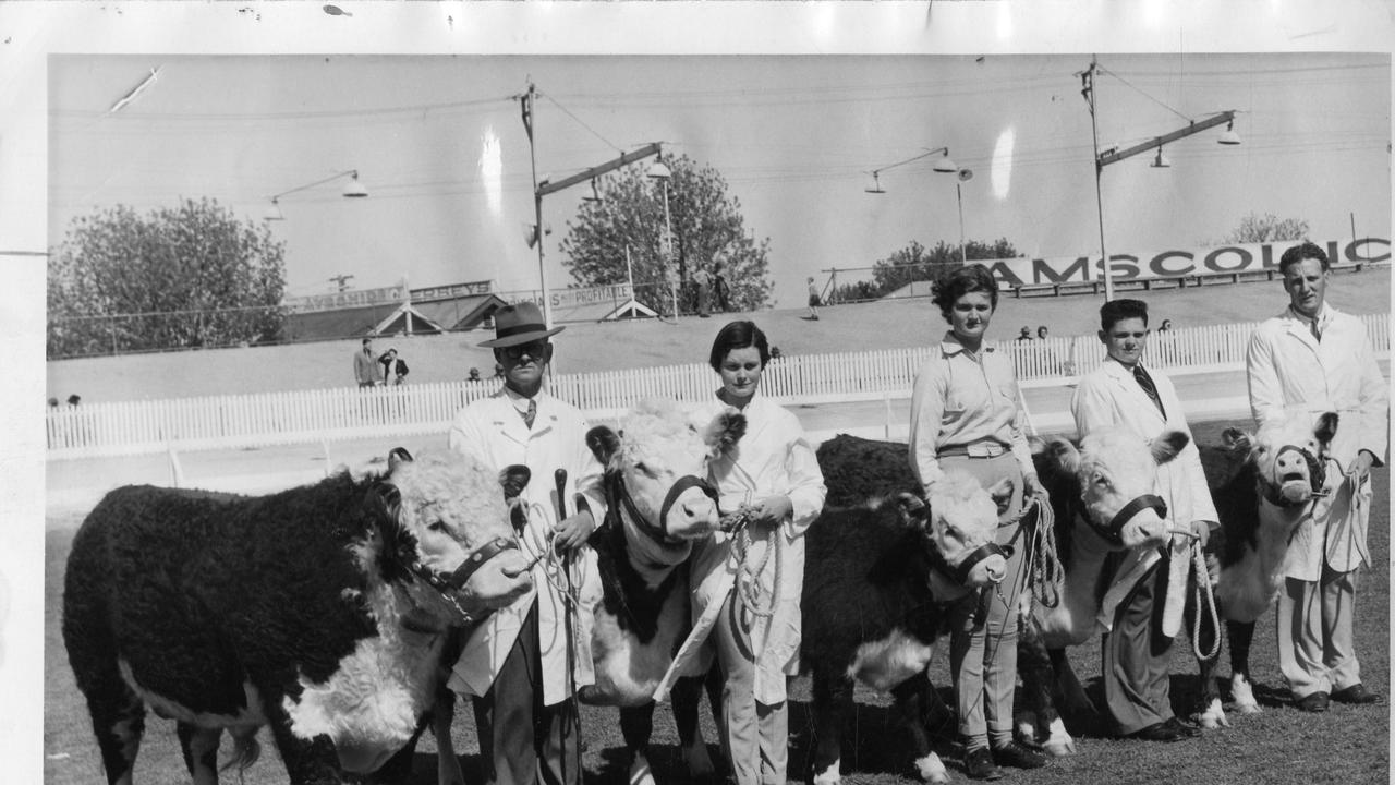 Cattle judging at the Royal Adelaide Show, 1953.. Herdsman' trophy for beef breeds won by Mr J. W. Spehr, Coongra, Furner, via Millicent. The Poll Herefords and their handlers, from left, Mr Spehr with breed champion Kildrummie Fossicker, Margaret Spehr, Michele Tiver, John Spehr and Alwyn Slape, on the main arena at Wayville Showgrounds in front of an Amscol ice cream billboard.