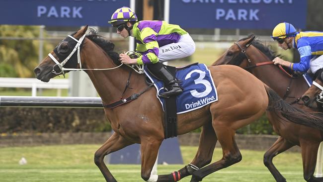 Point Counterpoint is chasing a well deserved win in the Armidale Cup. Picture: Bradley Photos