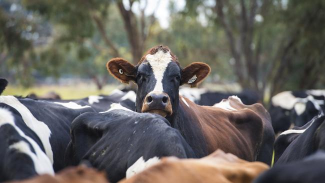 Farmers fear new clauses have been added to the original draft mandatory dairy code. Picture: Zoe Phillips