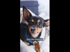 Virgin Australia’s massive change to how pets fly