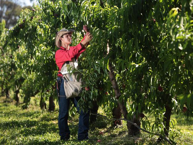 Just 368 Australians have opted into the Federal Government’s relocation assistance scheme to undertake fruit picking jobs.