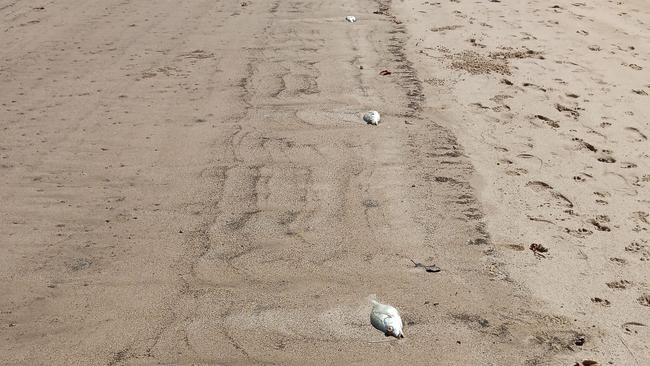 Photos of dead fish, most likely spotted grunter, washed up on Taylors Beach, Lower Herbert, Hinchinbrook, North Queensland. The cause of the mass fish kill has been blamed on low dissolved oxygen levels in the water. Picture: Supplied