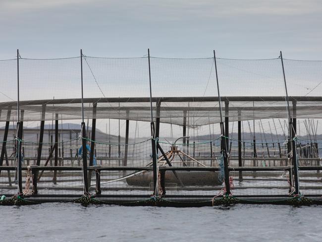 A Huon Aquaculture fish pen moored at its Yellow Bluff lease in Storm Bay had a tear in its inner net, resulting in the loss of more than 120,000 salmon. Picture: Huon Aquaculture