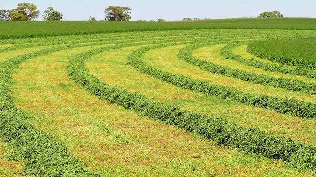 Growth spurt: Lucerne is thriving in Victoria. Picture: Zoe Phillips