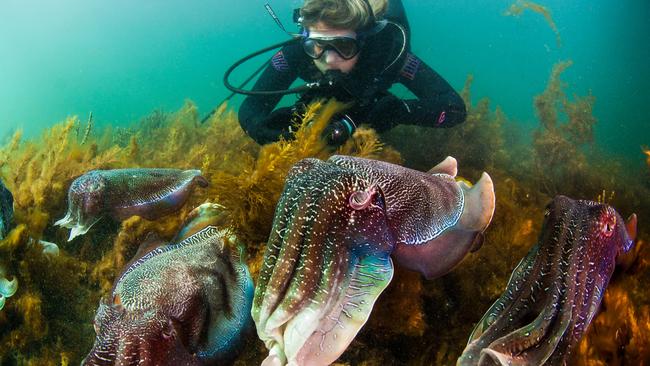 Cuttlefish in one of SA’s marine parks. Picture: Carl Charter