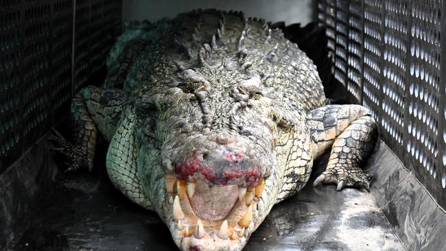 Department of Environment, Science and Innovation Wildlife Officers remove a saltwater crocodile, also known as an estuarine crocodile, measuring at least four metres in length at Port Hinchinbrook in Cardwell between Townsville and Cairns in North Queensland on Monday. The animal is believed to be responsible for an attack on a human and death of at least one pet dog. Picture: Cameron Bates