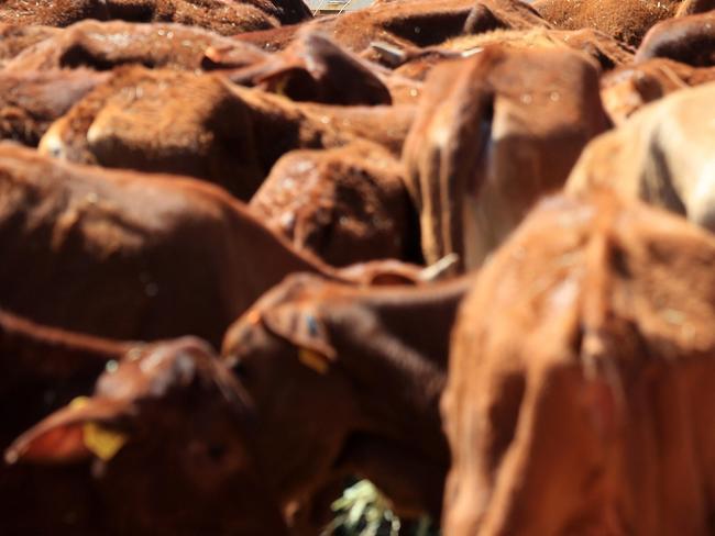 The drought is taking a toll on farmers. Picture: Adam Head