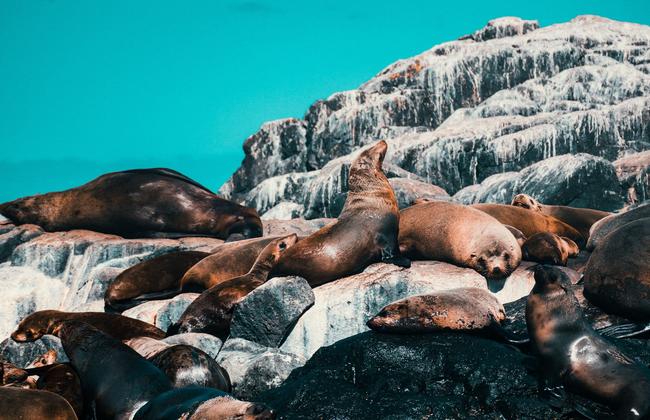 These seals enjoy the sunshine at Montague Island. Picture: Paul Cotton/News.com.au Photo of the Week