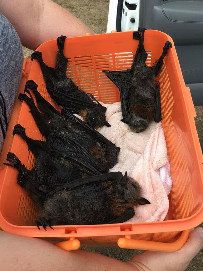 Flying foxes recover out of the heat after Sydney's top temperatures on the weekend.