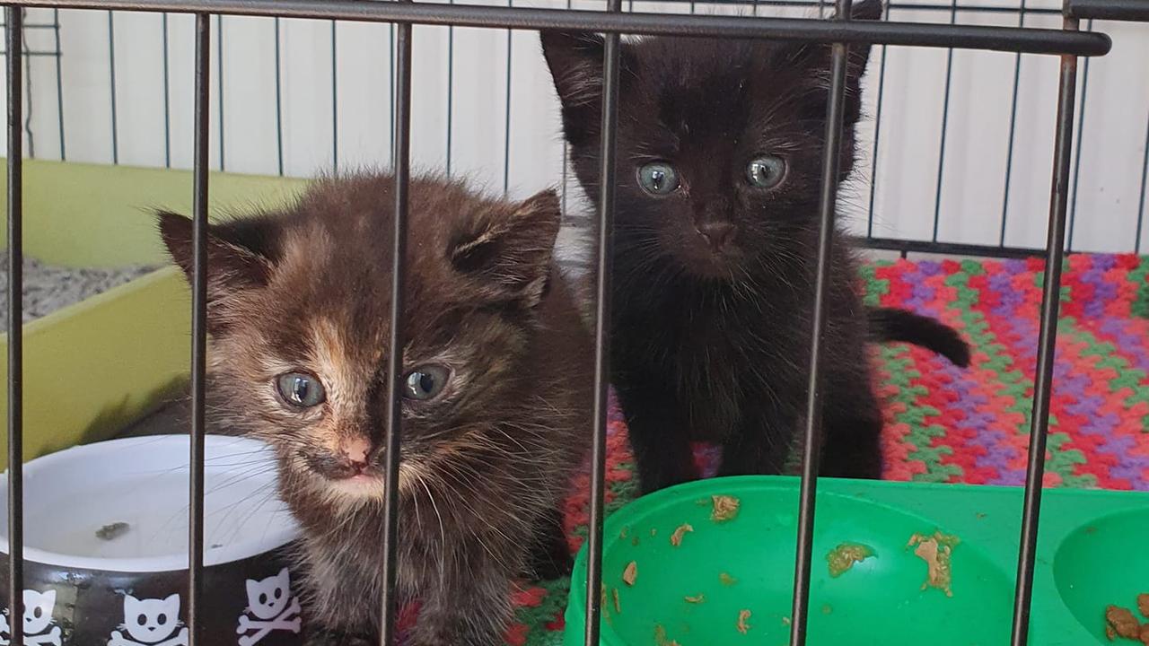 Kittens left for dead in SE pine forest The Bluff The Advertiser