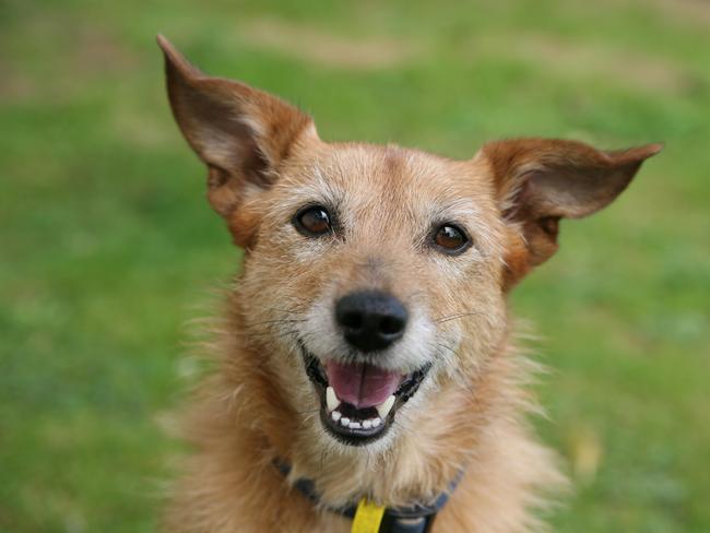 Commercial. Socialising your dog can help them become a more welcome member of your family. For Pupstars editorial, Cairns Sun.