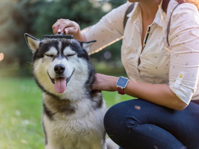 Siberian Huskies require regular rushing. Picture: iStock