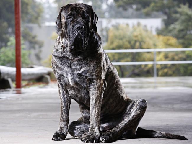 Baron, owned by Mark York, is Australia’s biggest dog and is also a therapy dog. Picture: Angelo Velardo