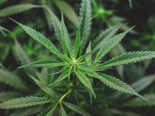 generic cannabis. PIcture: Istock