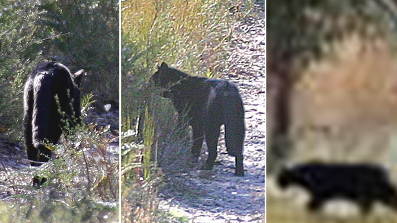 Against all odds, a camera trap captures an elusive black panther