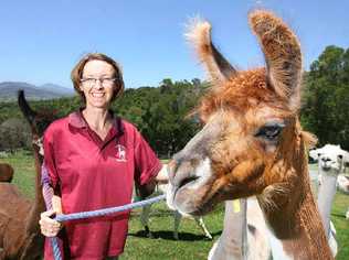 Suzanne Kallenbach and her llamas will be taking part in the Llama Farmer Open Day this weekend. . Picture: Rob Williams